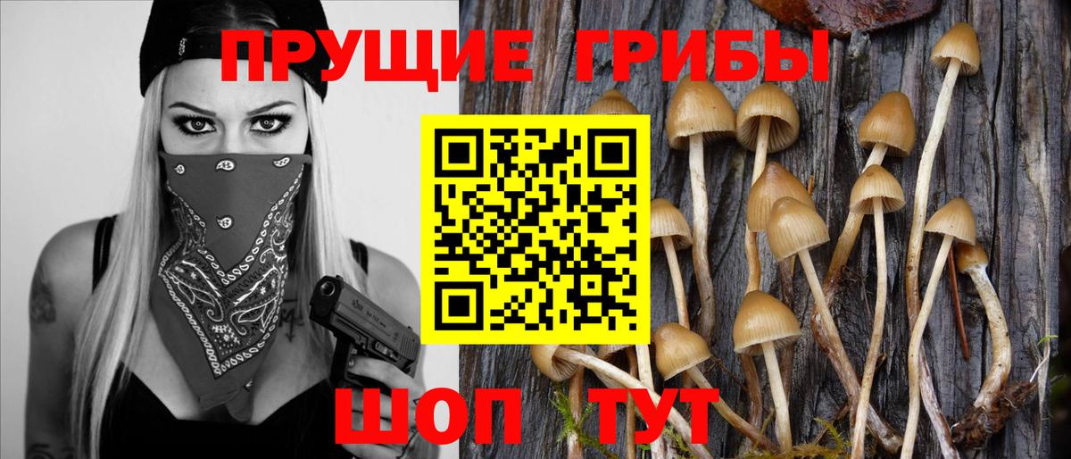 Батайск  Псилоцибиновые грибы Cubensis  Вход с VPN 